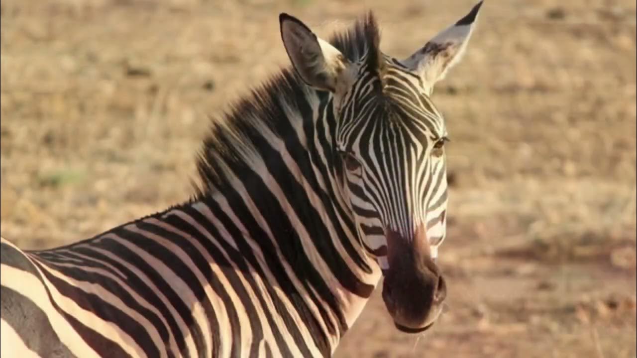 How to pronounce zebra YouTube