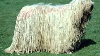 Weirdest Dogs Breeds The Komondor by Dog Planet 165 views 8 years ago 52 seconds