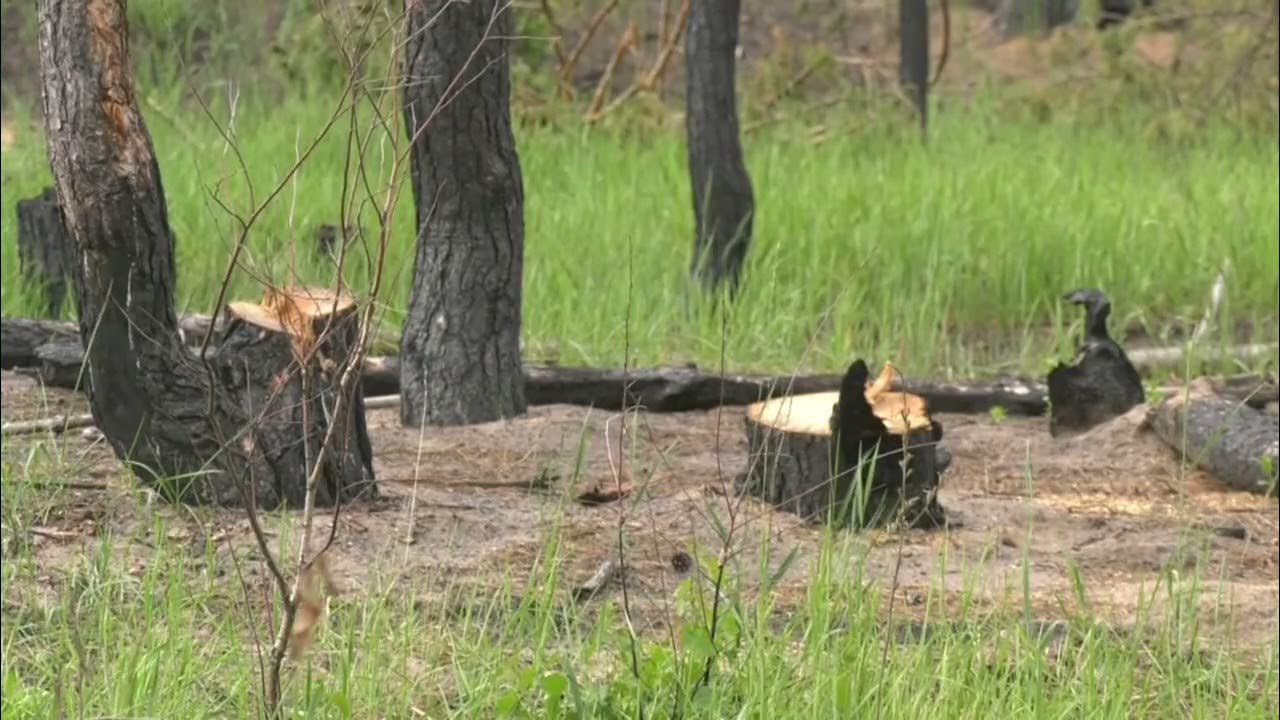 лесничий столбищенского лесничества. гку ро спасское лесничество. уголовные дела лесничих. лесничества пермского края. вырубка лесов в сибири.