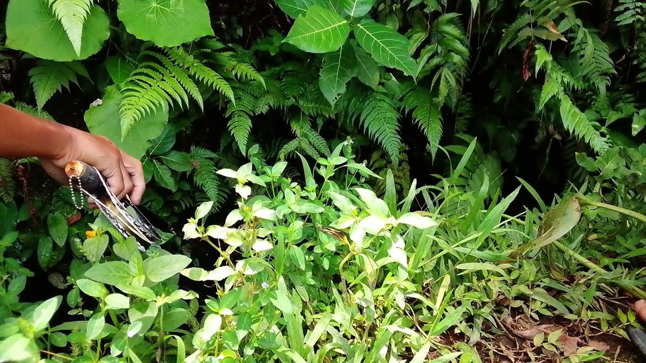 Dobel Setrek Terus Bolo, Untuk Sepot Mantap Gacor Abis#Mancing #Mancingmania #Sepot liaran@Mncng-m4b