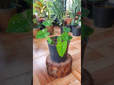 Vidéo: Caladium Care : planter des bulbes de caladium