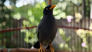 Pancingan Burung Jalak Kebo Sore Hari- Jalak Malas Bunyi Wajib Langsung Respon #761