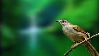 Masteran burung kapas tembak gacor jernih ngerol durasi panjang 1 jam masteran terbaik 2021