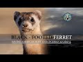 Saving The Black-Footed Ferret in Colorado