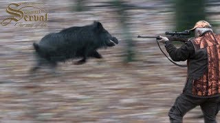 Wildboar driven hunt in Bilogora  Croatia 2018  Drückjagd in Kroatien 2018. Chasse Au Sanglier