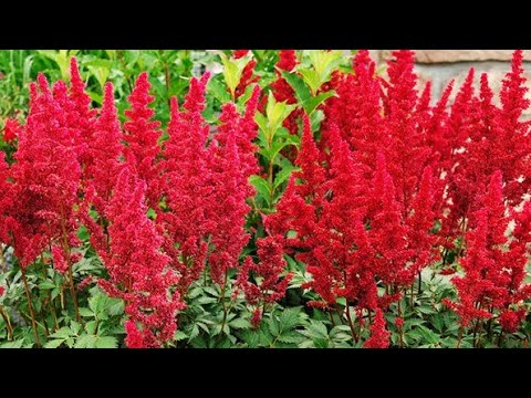 Video: Cvijet astilba - sadnja i njega