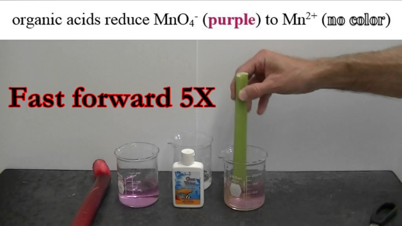 Rhubarb vs. Celery Which Contains More Organic Acid? YouTube