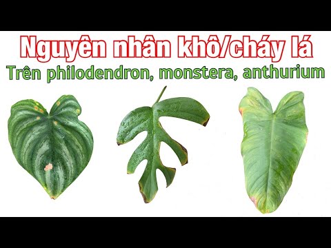 Nhận biết hiện tượng khô, cháy lá trên các dòng Philodendron, Monstera, Anthurium và cách khắc phục