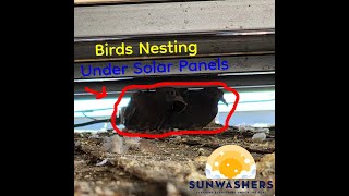 Pigeons Nesting Under Solar Panels?