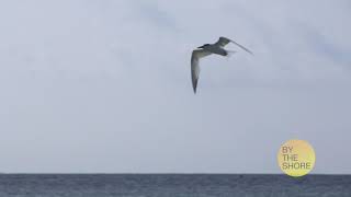 Module 3 Beach Slideshow