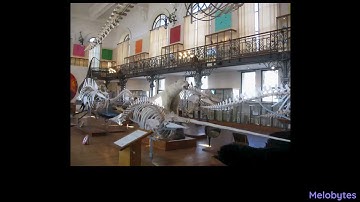 Some Random AI Generated Music Video/song from melobytes 2