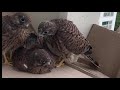 2020 황조롱이 육아 앙코르 투 kestrel nesting encore two