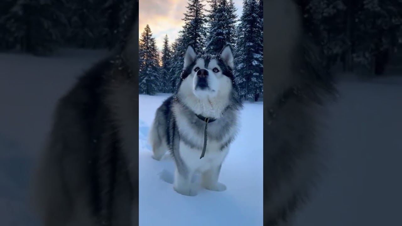 Here are some great things I can do with this image  