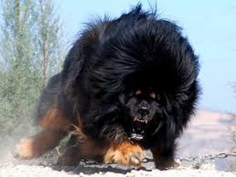 king mastiff dog