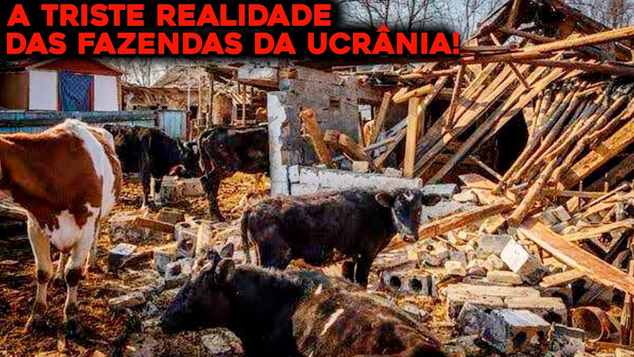 FAZENDA COM 2 MIL VACAS É BOMBARDEADA NA UCRÂNIA E O PIOR ACONTECE