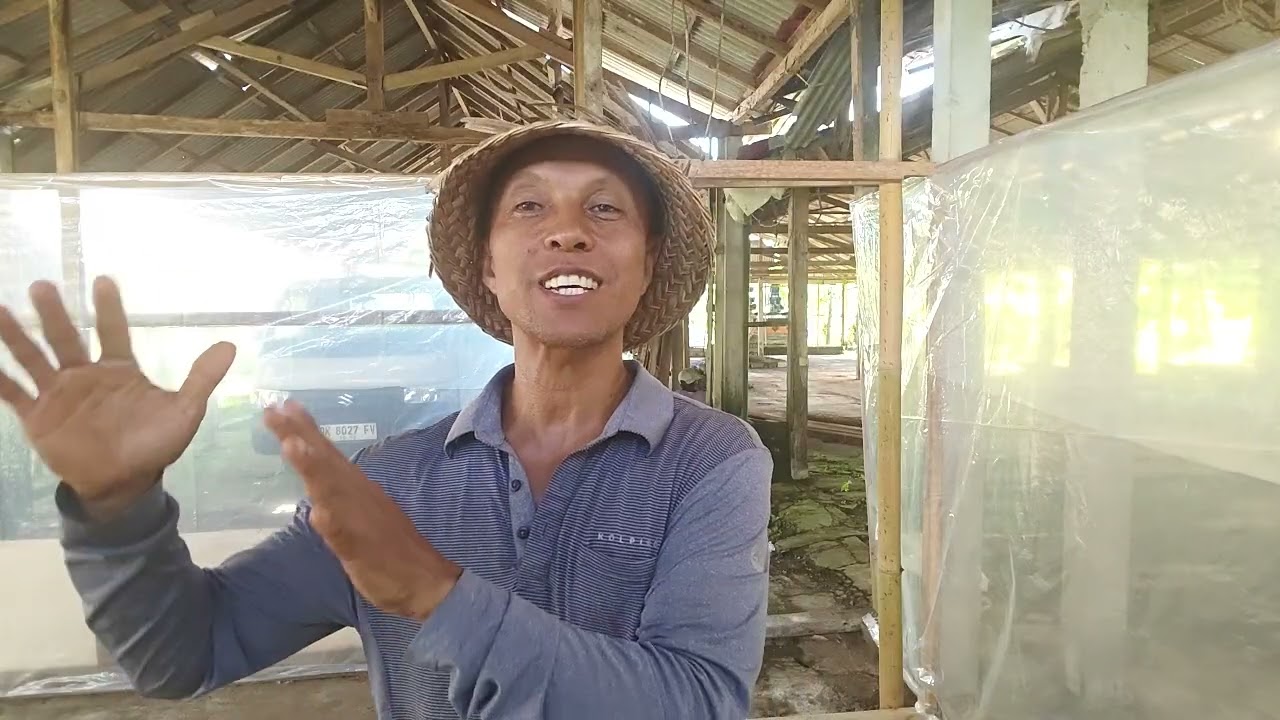 Kandang DOC Ayam Petelur: Kunci Sukses dari Hari Pertama! Suhu, Litter \u0026 Brooder