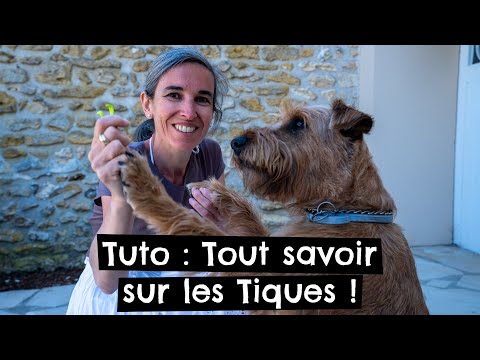 Vidéo: Les meules de foin conviennent-elles aux chiens ?