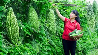 How to Harvest Bitter Melon, Goes To The Market Sell  Harvesting and Cooking | Tieu Vy Daily Life