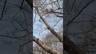 Careful Teamwork!
Large pruning work takes coordination, communication, and care. Every cut is planned to protect our team, the surrounding property, and the long-term health of the tree.
By reducing excess weight at the ends of these overextended branches, we help the tree withstand storms, reduce risk, and grow with greater strength and resilience. Careful Teamwork!