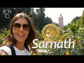 Sarnath, donde Buda dió su sermón - INDIA 5