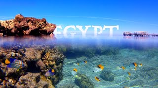 Egypt 2024 snorkeling in Marsa Alam, Sataya Reef, Abu Dabbab with dolphins, dugong and turtles!