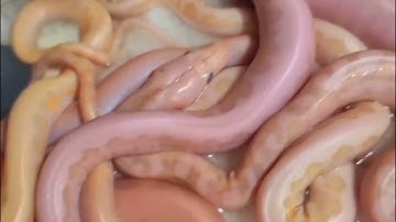 Snow Jaguar Super Dwarf / Dwarf Reticulated Python Clutch - Hell Creek Reptiles Brian Watkins
