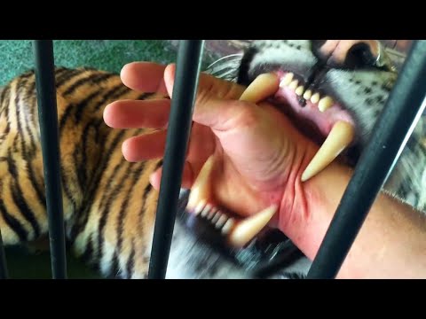 Wideo: Pet Scoop: New York Aquarium Reopens po Sandy, Tiger’s Huge Hairball Usunięto