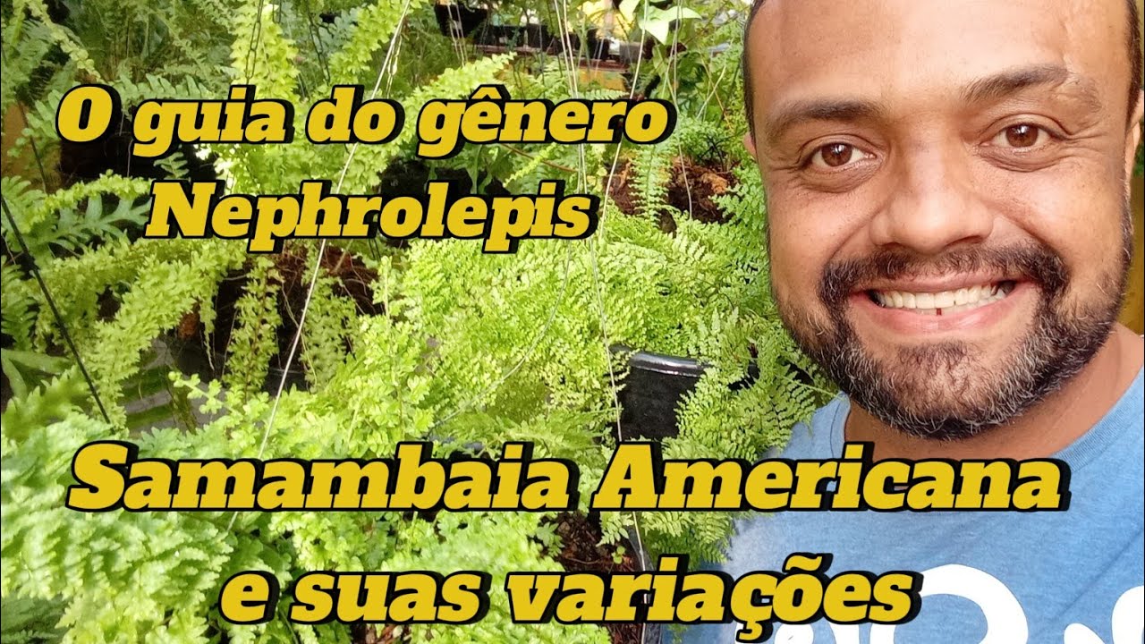 Samambaia Americana e suas variações