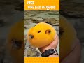 पफर Fish की सबसे बड़ी ताकत jankari facts amazingfacts video