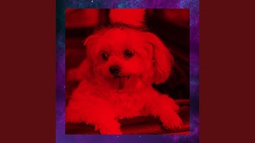 Pulsating Backdrops for Puppy Party Time