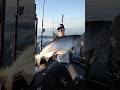 Doubled Up On BIG KING Salmon Out On Lake Michigan рџ Ґ Fyp Fish Fishing Kingsalmon Salmon Epic Doubled Up On BIG KING Salmon Out On Lake Michigan рџ Ґ Fyp Fish Fishing Kingsalmon Salmon Epic