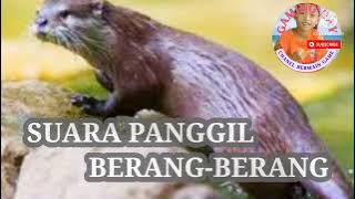 Suara Panggil Berang-berang
