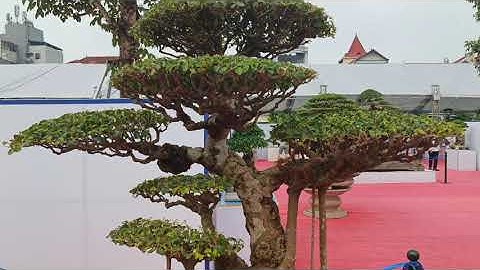 Toàn cảnh những ngày cuối vẫn đông nghịt người tại triển lãm Đông Anh