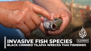 Invasive Fish Species Blackchin Tilapia Devastating Thailand Fisheries