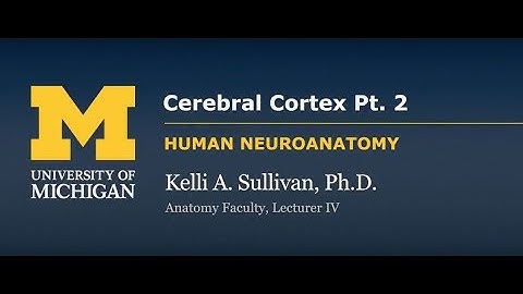 Nervous System: Cortex - Cerebral Cortex (pt. 2)