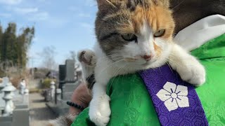寺と住職とミー子の散歩。