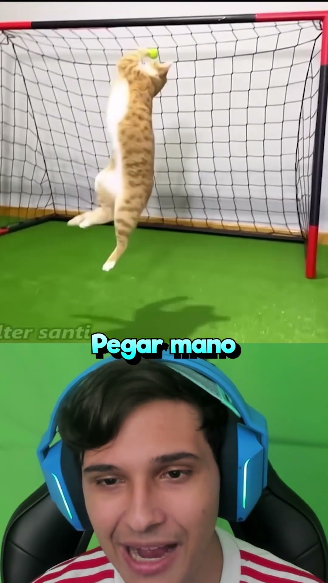 Esse Gato é o Melhor Goleiro!