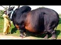 5 größten Stiere der Welt!