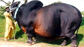 Wie groß ist die größte Kuh der Welt?