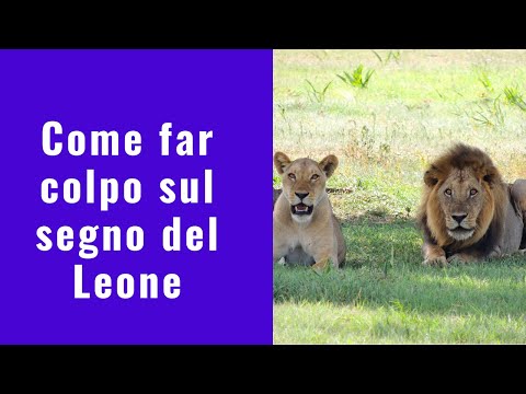 Come far colpo sul segno del leone