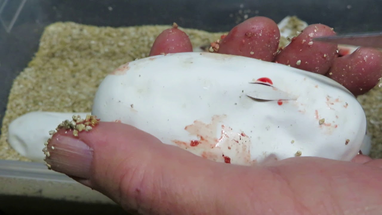 rat snakes in alabama Brian Gundy Cuts Clutch # 2 (2018 Season)