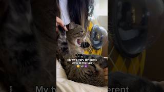 They Couldnt Be More Different