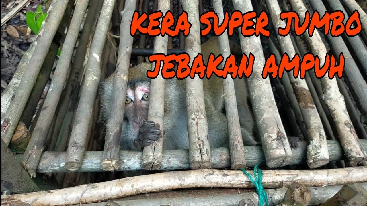 PERANGKAP KERA/MONYET DAPAT BESAR