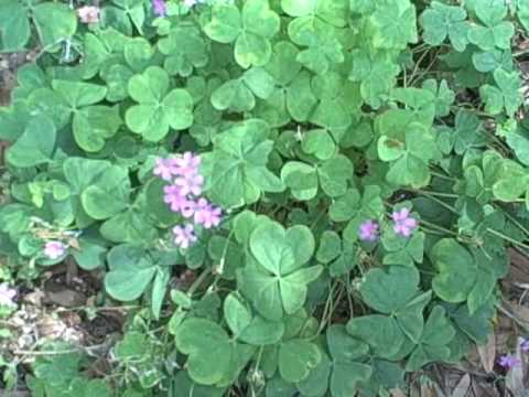 Eattheweeds Episode 67 Oxalis Wood Sorrel Youtube