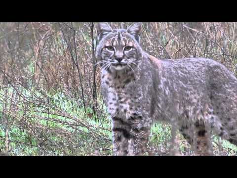 Bobcat Called within 10 Feet