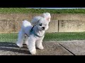 A day in the life of maltese puppies