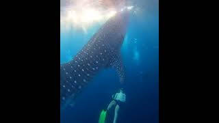 Person Snorkeling with Whale Shark