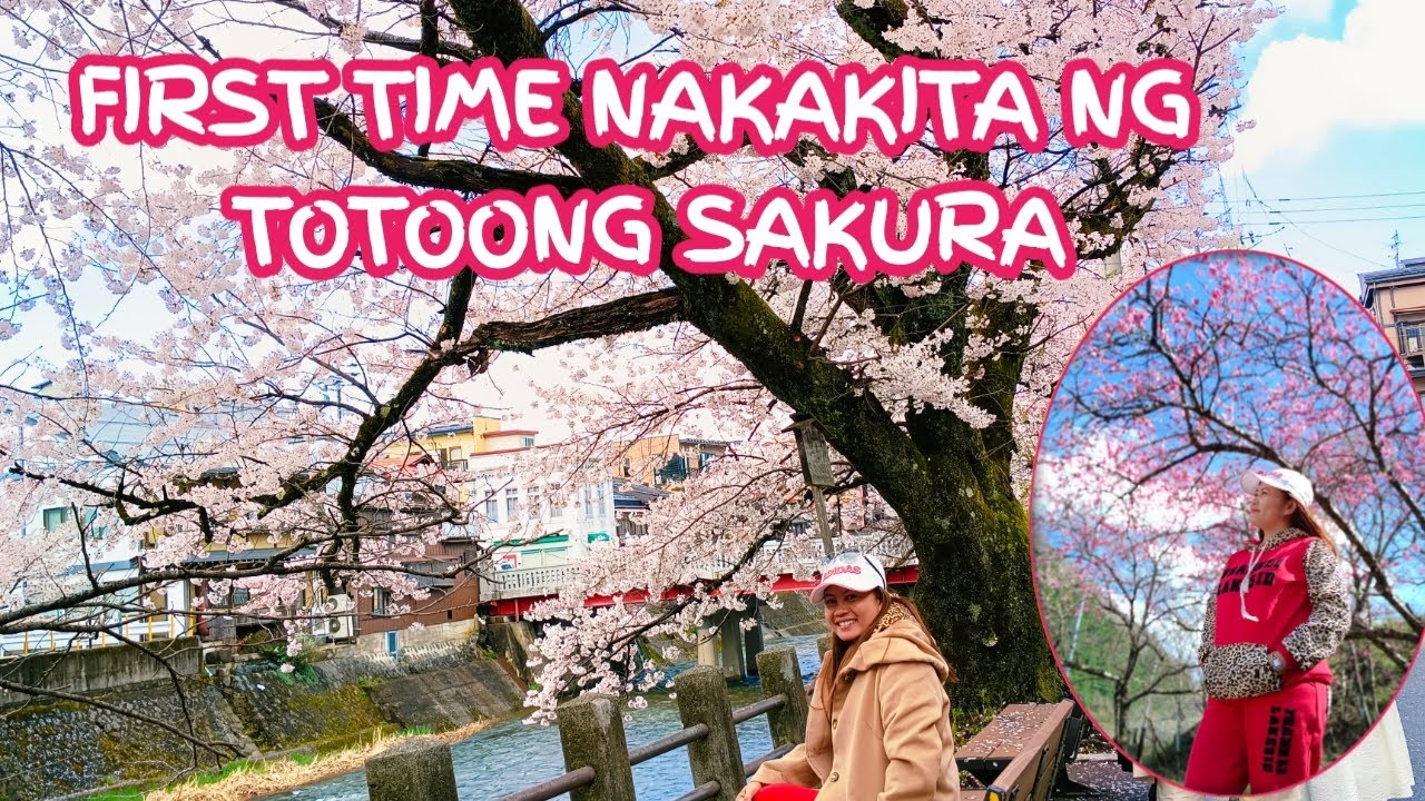 CHERRY BLOSSOM/TISAY COLLECTION