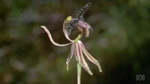 Gardening Australia - Small Mirracles - Helen Rich...