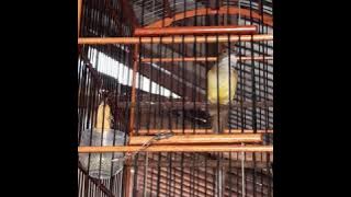 CUCAK JENGGOT KONSLET !!! FULL ISIAN GEREJA SEPERTI MESIN JAHIT !!!